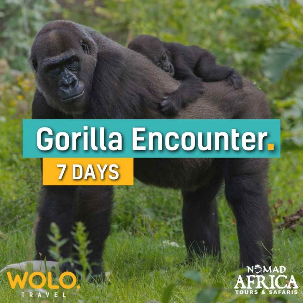 Gorilla Encounter 7 Days