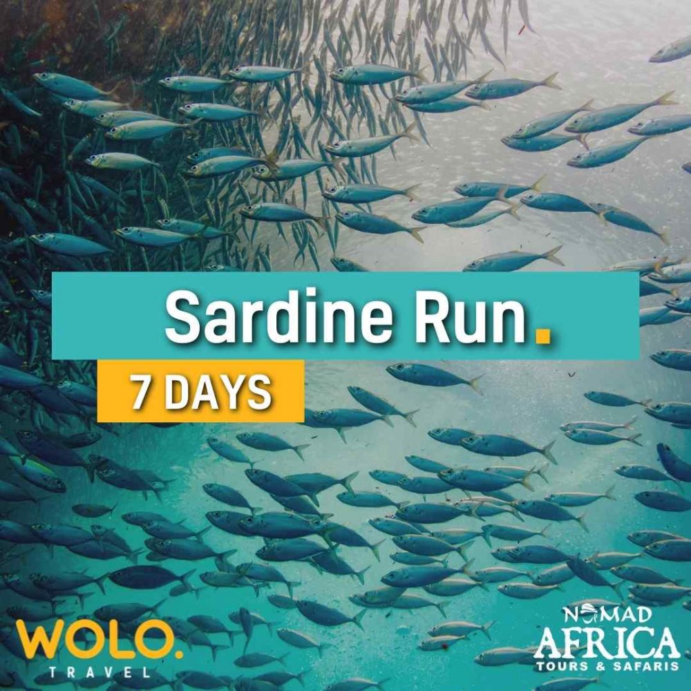 Sardine Run 7 Days