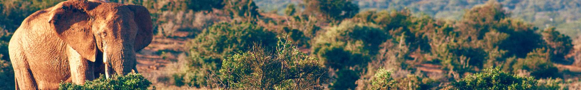 Cape Town & Addo Elephant 3 Star Itinerary Cape Town & Addo Elephant 3 Star Itinerary